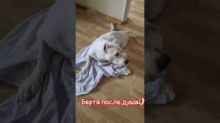 Берта собака-инвалид только после душа, сохнет!)