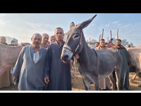 خراب مستعجل في سوق الحمير الحماره وصل سعرها ٣٣ الف جنيه وعلي قلب الفلاح زي العسل بسوق تلا خراب مستعجل في سوق الحمير الحماره وصل سعرها ٣٣ الف جنيه وعلي قلب الفلاح زي العسل بسوق تلا