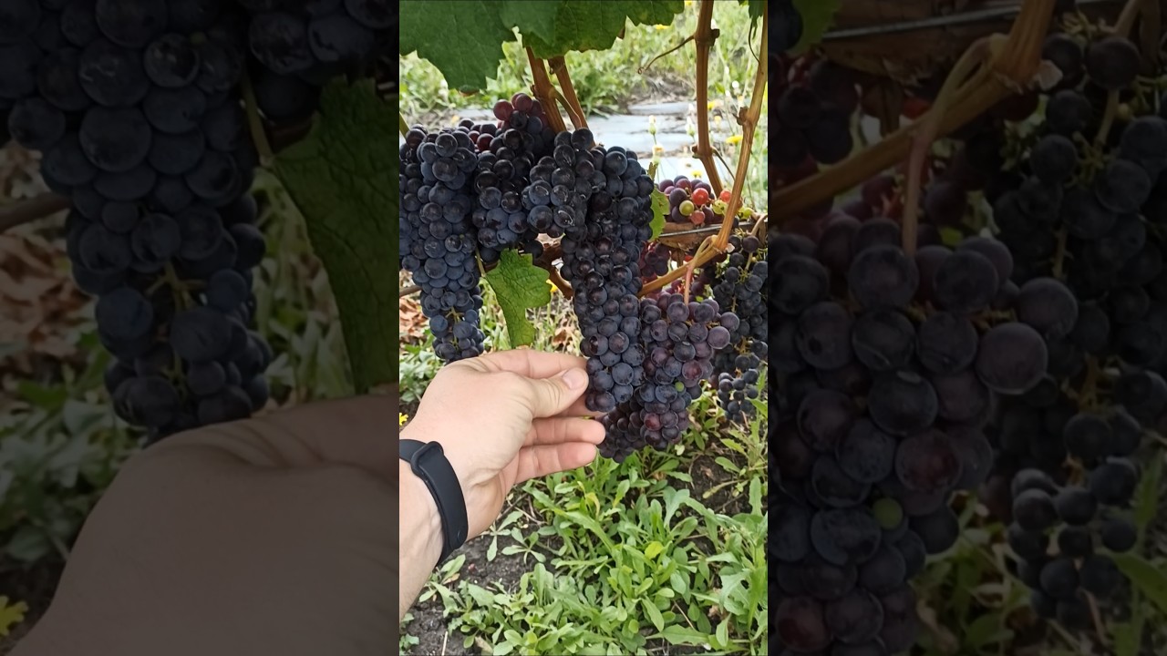 Мерло R12. после весенних заморозков. 