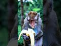 “Amazing Monkey Facts | 1 Minute Animal Video 🐒 #Shorts”