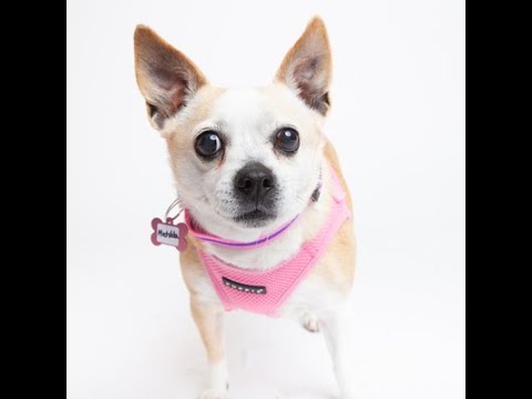 Matilda, a female Chihuahua Beagle mix at Muttville-adopted! santa clarita diet
