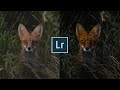 How to edit moody wildlife photography in Lightroom | My Free Lightroom Preset Included!