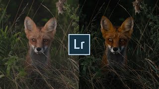 How to edit moody wildlife photography in Lightroom | My Free Lightroom Preset Included! screenshot 5