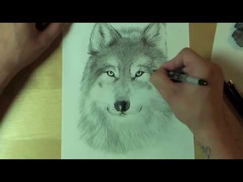 Video: Wie Zeichnet Man Einen Wolf Mit Einem Bleistift