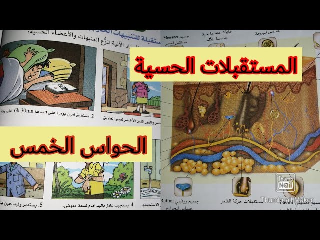 أتعرف على البنيات المتخصصة في استقبال التنبيهات الخارجية /علوم الطبيعة والحياة /  الرابعة متوسط