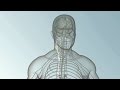 Bioelectronic Medicine: A medical breakthrough within your own body