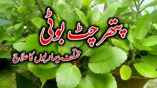 Pathar Chatta Plant Guide in Hindi/Urdu | Pathar Chatt Boti | پتھر چٹ بوٹی screenshot 1