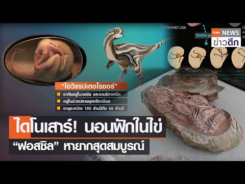 ไดโนเสาร์! นอนฟักในไข่  “ฟอสซิล” หายากสุดสมบูรณ์  | TNN ข่าวดึก | 23 ธ.ค. 64