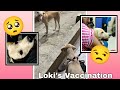 He is very excited 🐶😆 | Loki&#39;s Vaccination💉 I Shreya Shinde #vlogs #shorts #dogvaccination #love