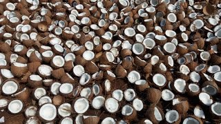 10000 Coconuts Breaking for making Coconut Oil in My Village - How to make Coconut Oil