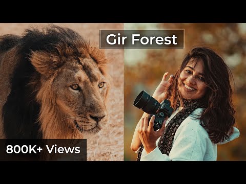 મારી નજરે ગુજરાત । ગીર જંગલ  | Gir Forest | Mari Najare Gujarat | Aditi Raval | Asiatic Lion
