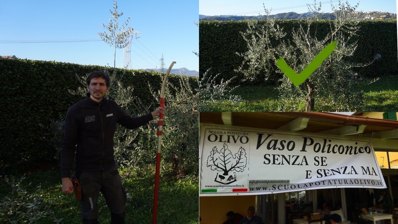 Potatura olivo come prendere le decisioni(pianta ex acefala)🌳🌳🌳