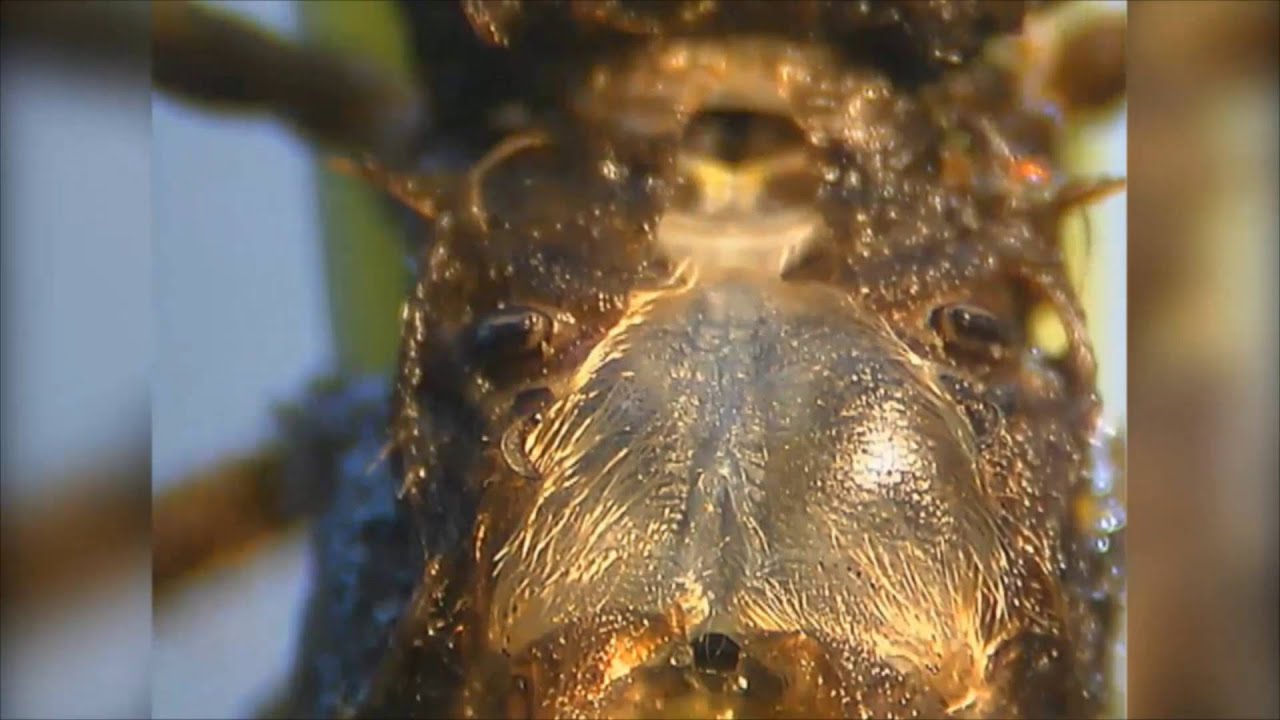 Makroaufnahmen einer Großlibelle beim  Schlupf
