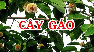 Cây gáo vàng | Cây gáo trắng | Cây gáo đỏ | Neolamarckia cadamba