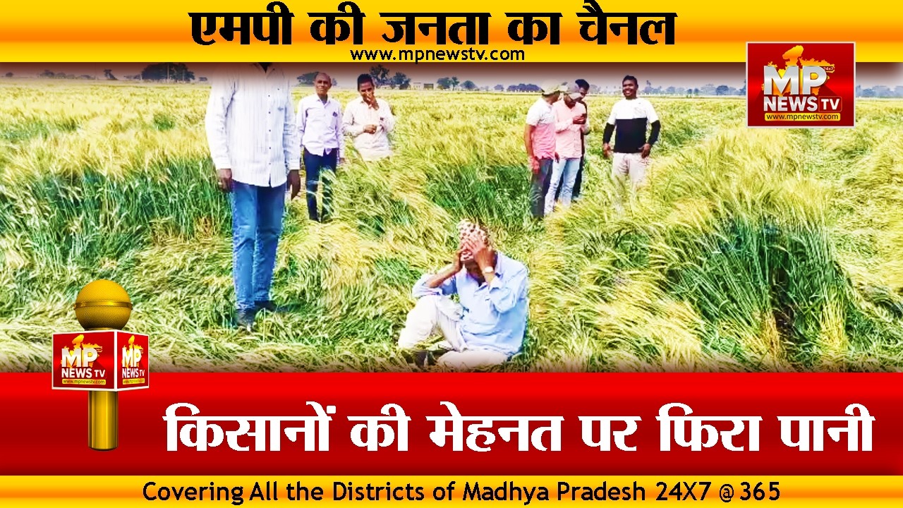 किसानों पर कुदरत का कहर, बेमौसम आंधी और बारिश से गेहूं की फसल बर्बाद ! MP News Dhar