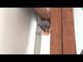The Wasp Nest in My Shed