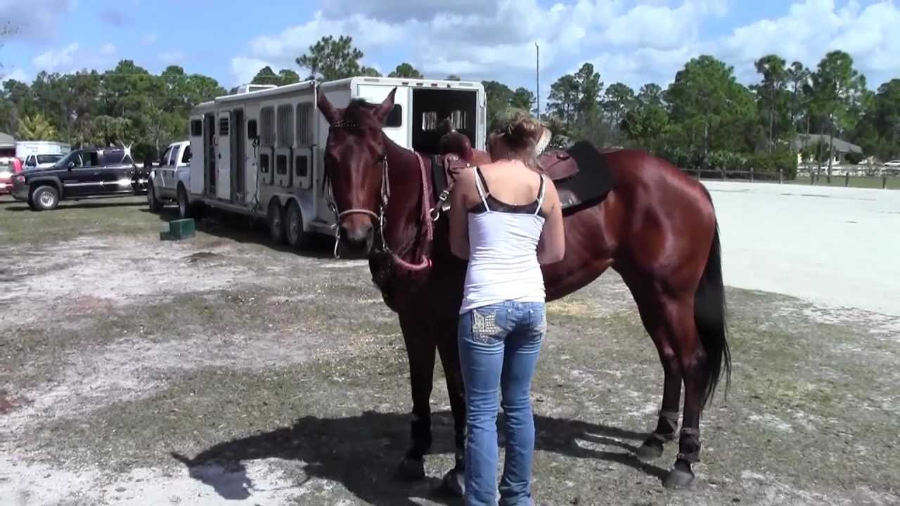 Barrel horse for sale YouTube