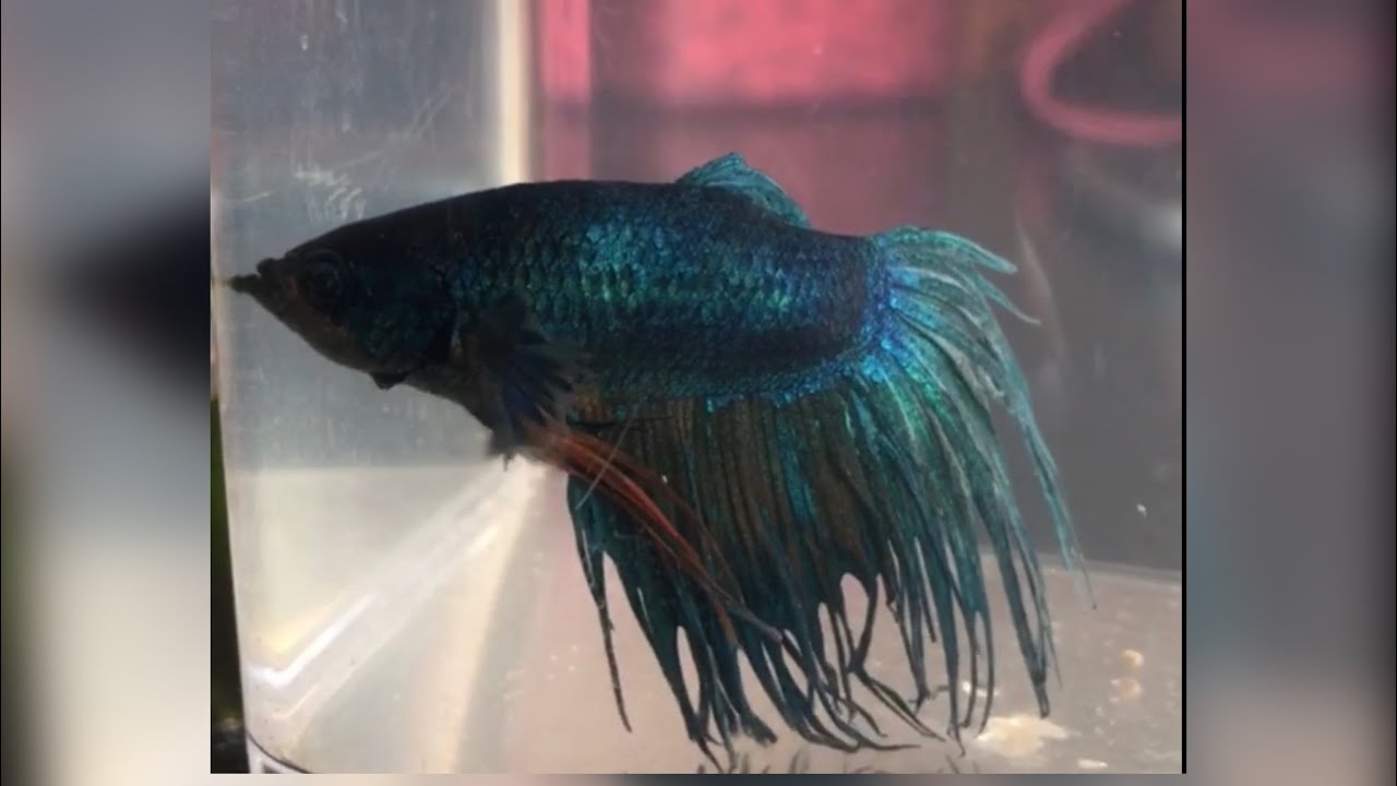 Giant Crowntail Betta 