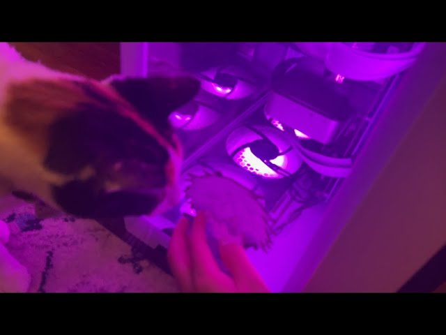 ASMR desk tour