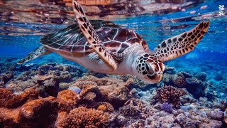 TURTLE PARADISE 3 - a Nature Relaxation Underwater Ambient 8K Film ft Relax Moods Music - 12 HOURS