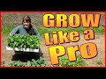 HOW TO START SEEDS WITH PROFESSIONAL RESULTS.   Garden Like a Pro Using Floating Seed Trays.