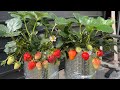 土は必要ありません！ペットボトルでもイチゴがたくさん育ちます！ | How to grow strawberries in plastic bottles without using soil