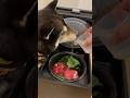 【asmr】ステーキ丼！暑い夏を乗り切る柴犬のためのご飯！！　#柴犬 #犬 #ご飯 #asmr