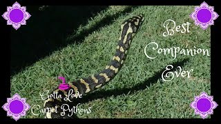 My Jungle Carpet Python Lily Is One Amazing Snake!!