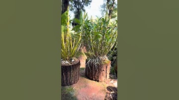 Learning techniques grafting dendrobium nobile with amazing simple grafting plant #plants #orchid