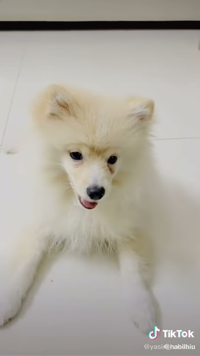 Shiro new tik tok video, Rakib hossain tik tok official, 😀💕🥰🙄