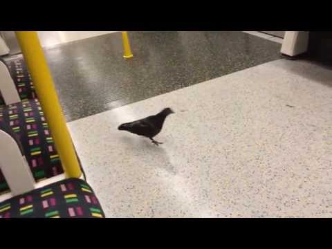 SMARTEST PIGEON uses the underground in London !!!