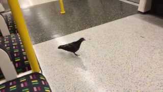 SMARTEST PIGEON uses the underground in London !!!