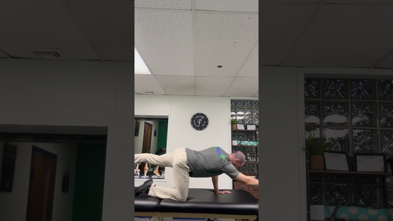 Physical Therapy - Bird Dog- Quadruped- Core Stability Exercise