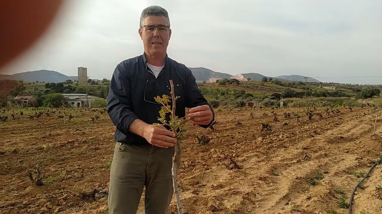 Διαχείριση φιστικιάς μετά την φύτευση