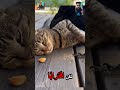 كان القط غارق ا في سبات عميق يوحي بأن العالم توقف Reels Shorts Viral Explore 