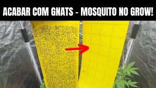 Como ACABAR com FUNGUS GNATS - Mosquito no Grow Cultivo