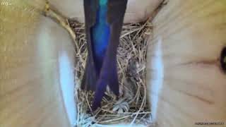 Coverdale Bird Cam: Tree Swallows Lay an Egg!  May 31, 2023