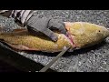 How to Fillet a Redfish