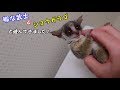 【ショウガラゴ】~ショウガラゴと遊んできました~