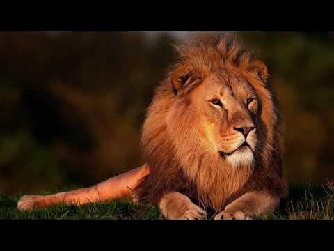 How A #Lion #Roars - Sound Effect - #Animation #LionVideo #forKids