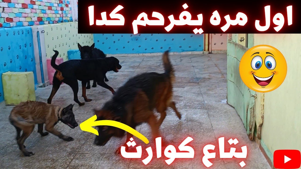 حميت كل الكلاب واول مره اشوفهم فرحانين كدا