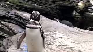 Penguin stares at you for 1 minute