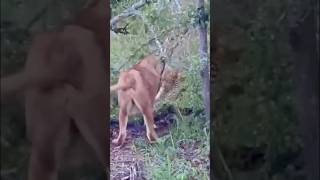 عندما تلتقي اللبؤه فهد .شاهد