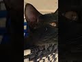 My Cutie Pie Shorts Cutecat Pets 