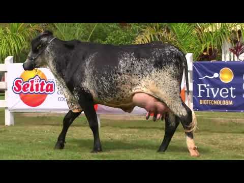 LOTE 12   FAZENDA SÃO DOMINGOS   697