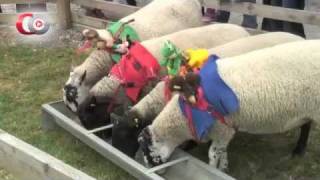 Woolly Jumpers: Sheep Racing at Cannon Hall Farm