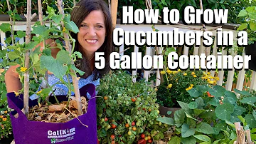 Kolik okurek můžete zasadit do pětilitrového pěstebního sáčku?