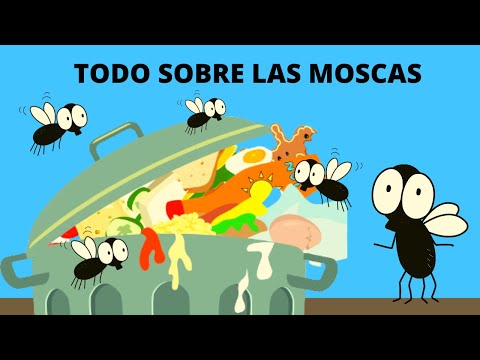 Video: Insecto mosca de la piedra: foto y descripción, hábitat, características de reproducción