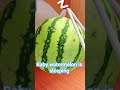 sleeping baby watermelon#roblox #shorts