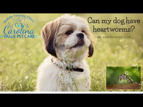 Heartworms- What the heck?